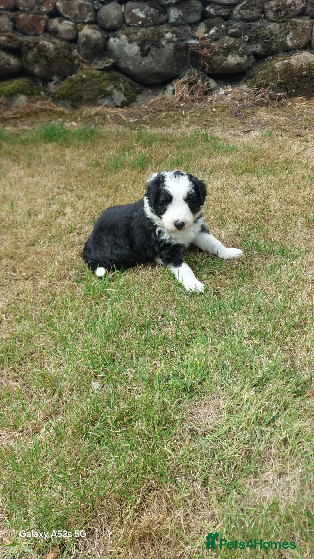 Bearded Collie dogs for sale: Working Bearded Collie pups. 2 x boys. - Advert 2
