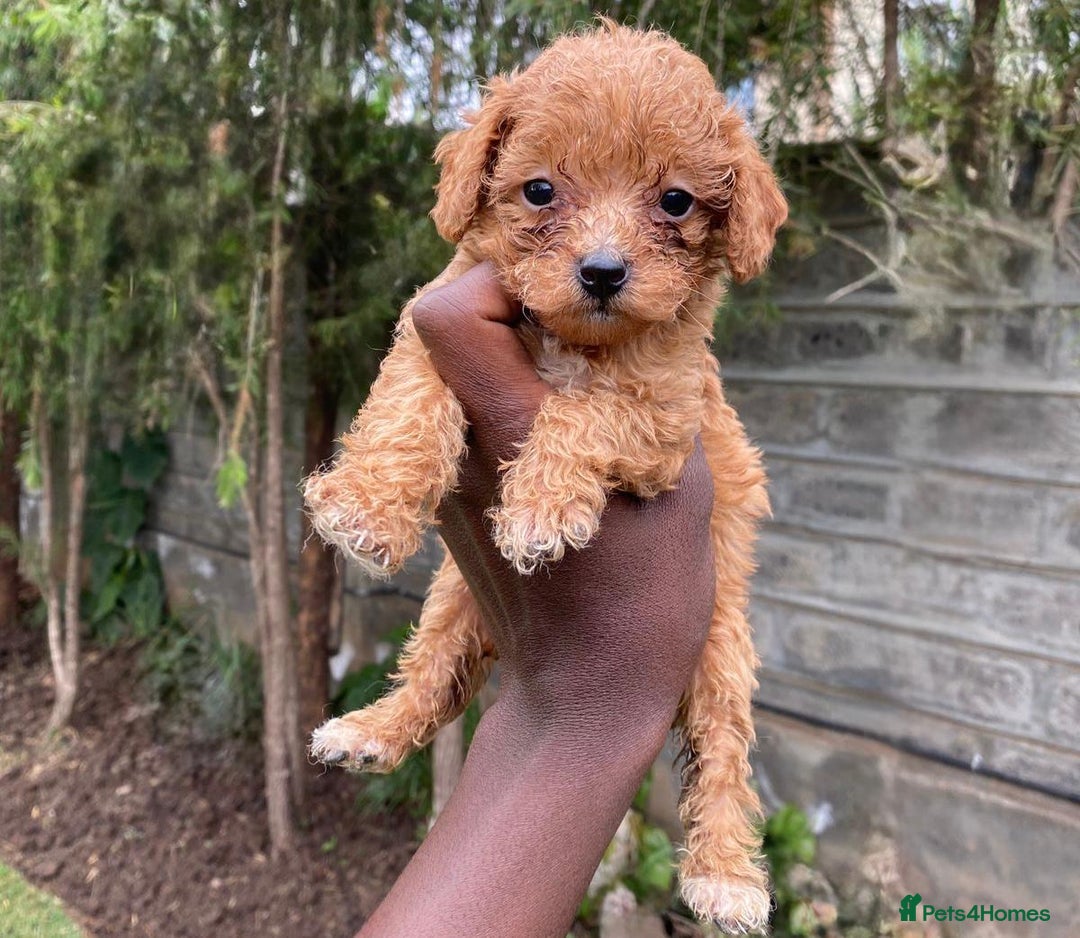 Miniature Poodle dogs for sale: 💌 To Loving Homes Only: - Image 8