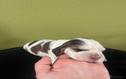 Cocker Spaniel dogs for sale: KC Show Cockers - 1 Girl , 3 Boys remaining! - Image 32