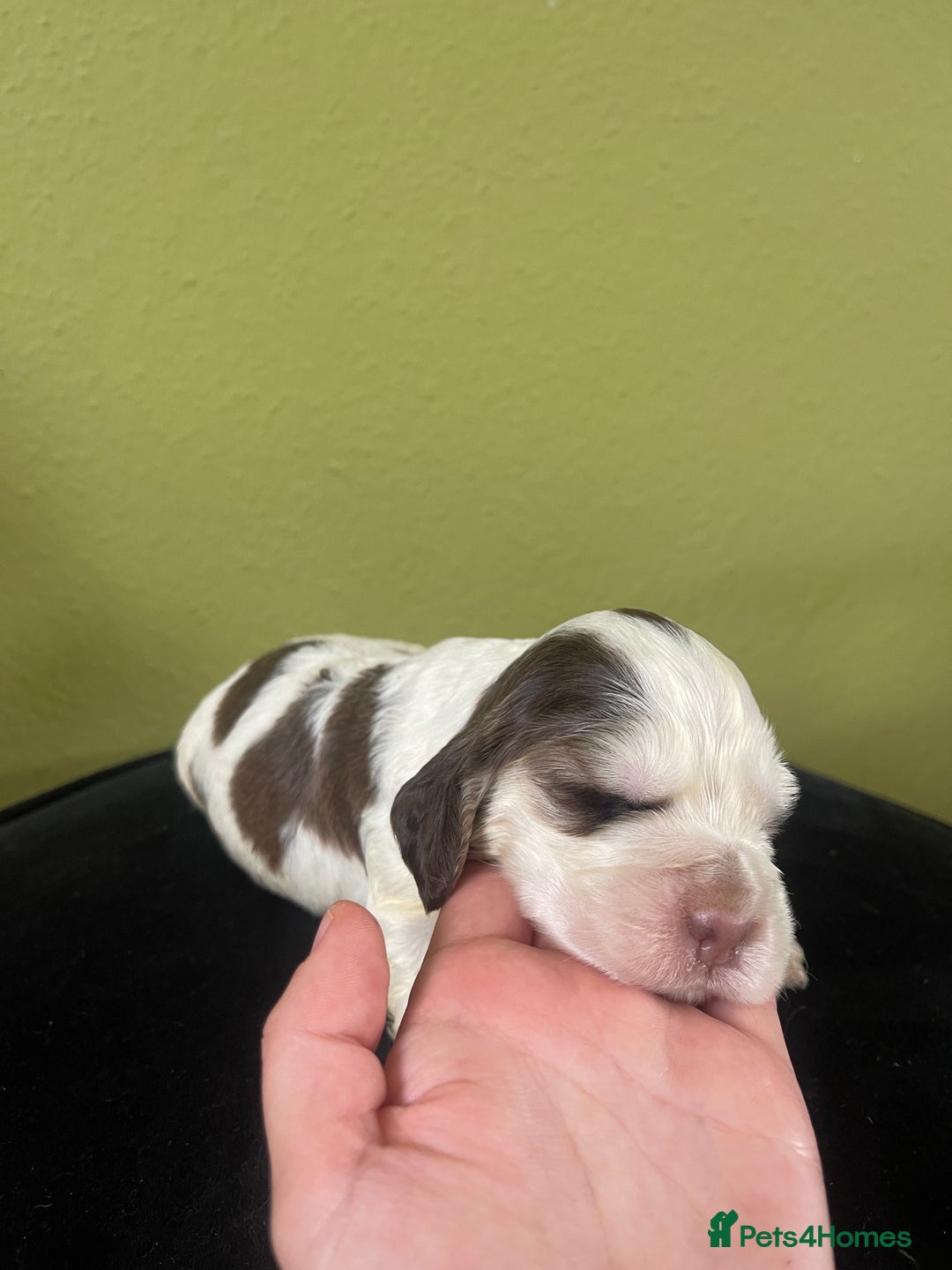 Cocker Spaniel dogs for sale: KC Show Cockers - 1 Girl , 3 Boys remaining! - Image 32
