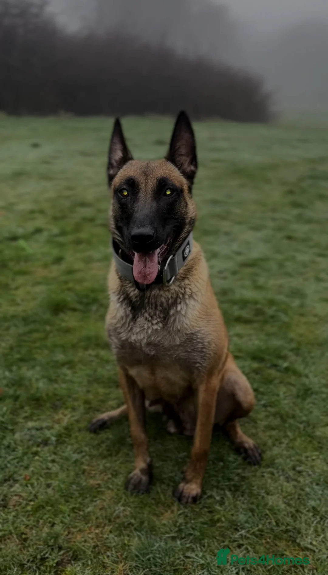 Belgian Shepherd Dog dogs for sale: Stunning Female Belgian Malinois 3 Year Old - Advert 1