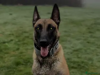 Belgian Shepherd Dog dogs Stunning Female Belgian Malinois 3 Year Old - Advert 1