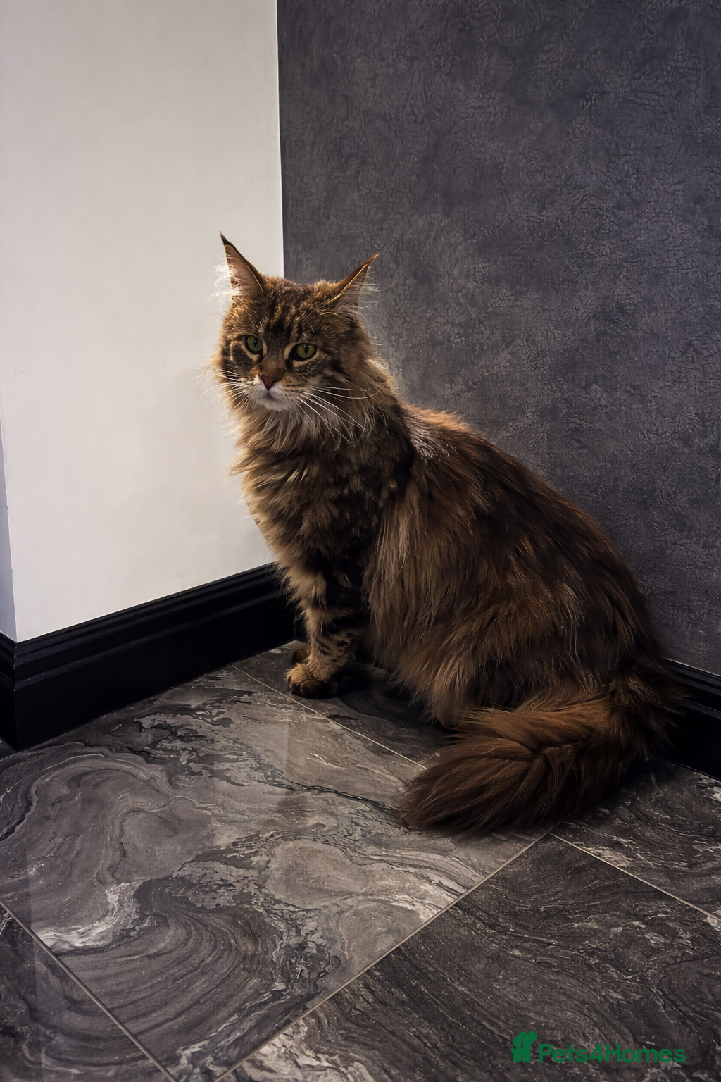 Maine Coon cats Rehoming my Maine Coon Female - Advert 2