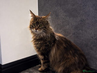 Maine Coon cats Rehoming my Maine Coon Female - Advert 8