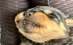 Rottweiler dogs for sale: Rottweiler puppies  - Advert 17