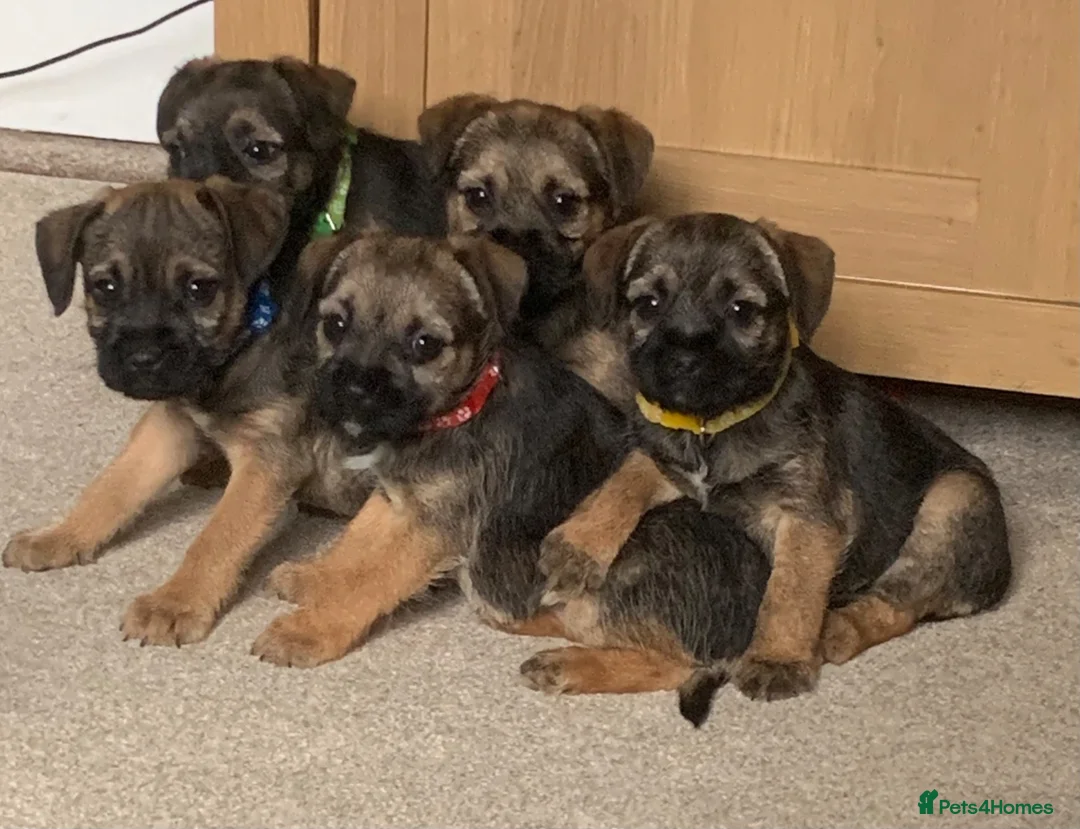 Border Terrier dogs for sale: Healthy Bundles of Border joy  - Advert 1