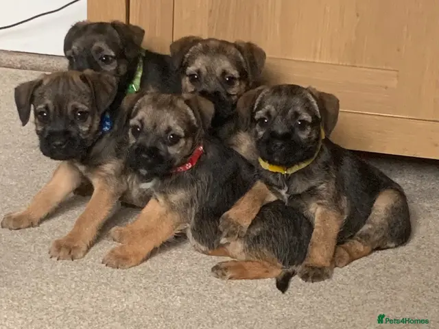 Border Terrier dogs for sale: Healthy Bundles of Border joy - Advert 1