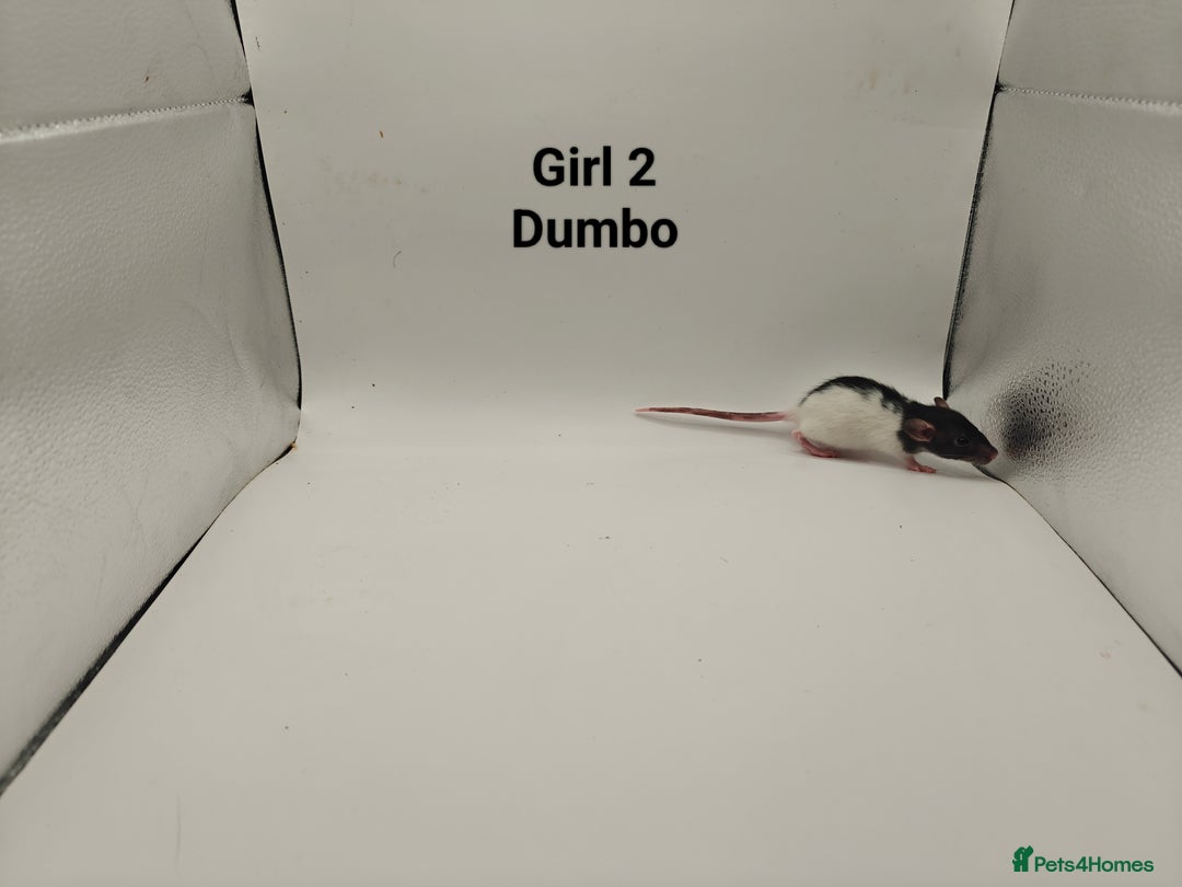 Rat rodents for sale: DEC: 24 Rats (5 Rats: 3 Boys & 2 Girls Left) - Advert 16