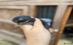 Netherland Dwarf rabbits for sale: Netherland rabbits available - Image 6