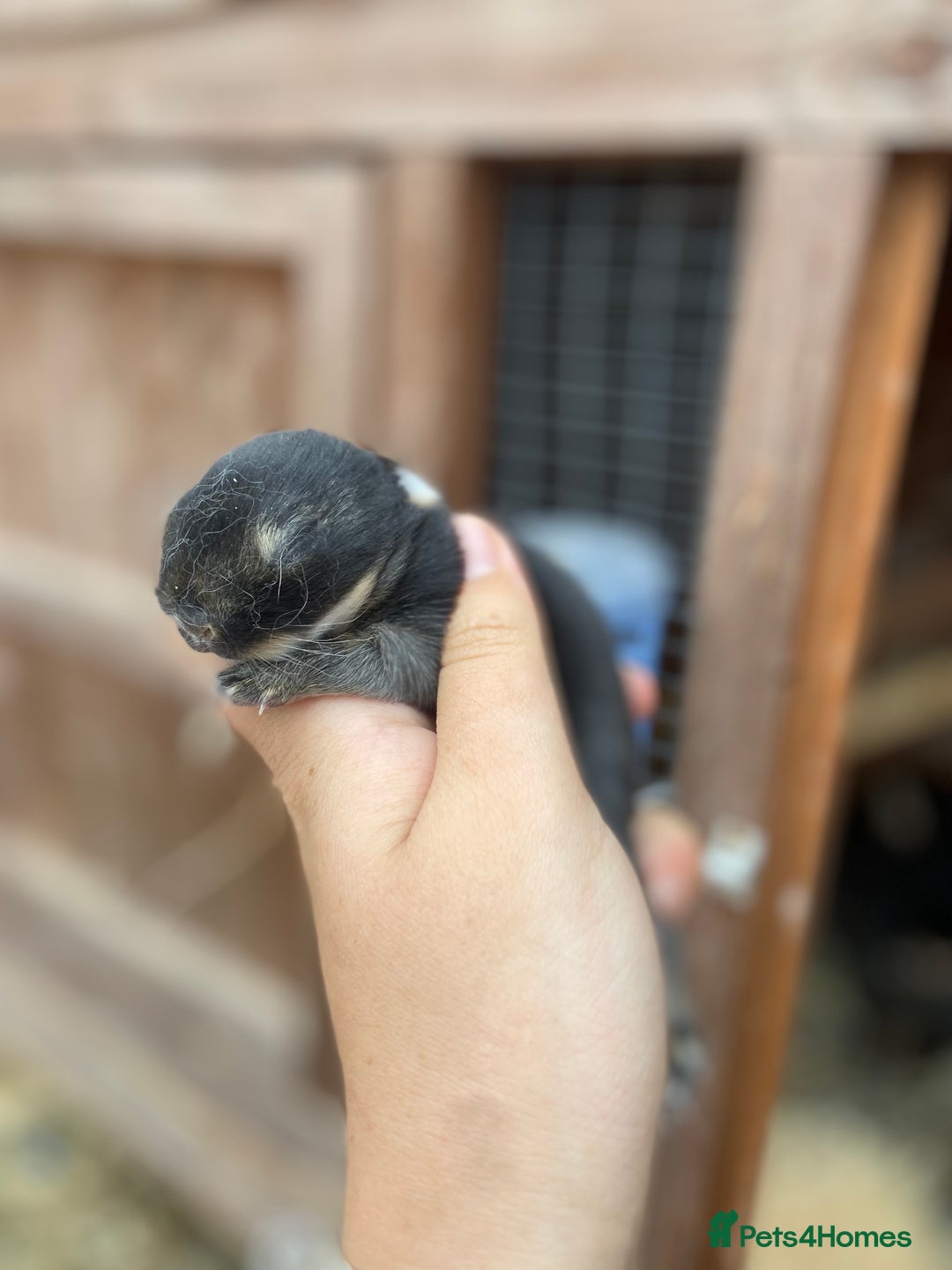 Netherland Dwarf rabbits for sale: Netherland rabbits available - Image 6