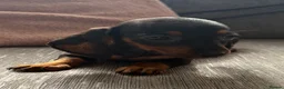 Miniature Dachshund dogs for sale: 2 pups left!  🐾 KC Miniature Dachshund Puppies 🐾 - Advert 16