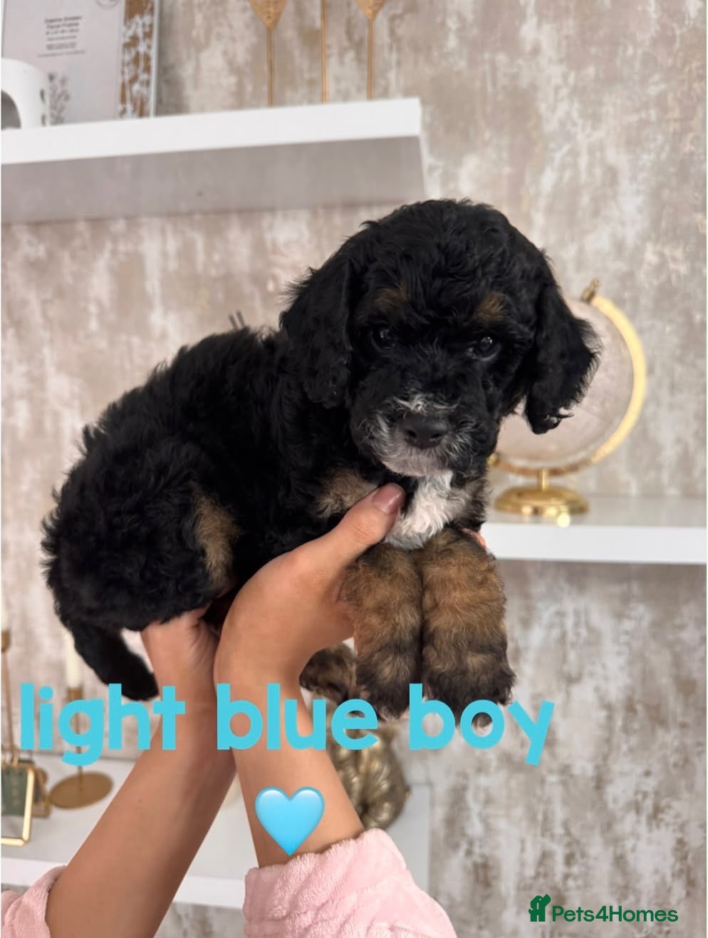 Cavapoochon dogs *REDUCED*READY TO LEAVE ON THE 7th Cavapoochon pup - Advert 1