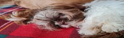 Shih Tzu dogs for sale: Imperial Shih Tzu female, 22 months KC registered. - Advert 3