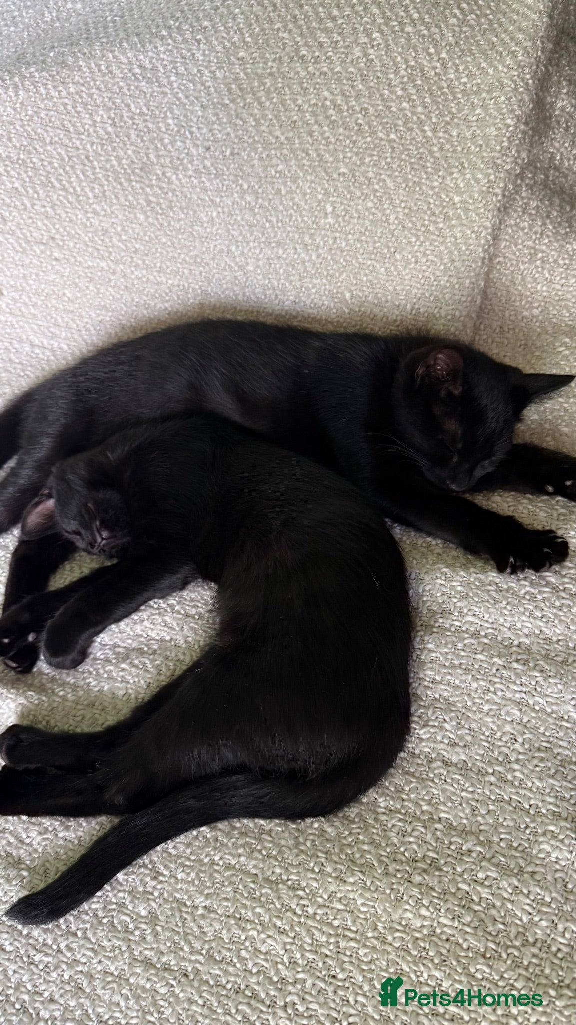 Mixed Breed cats Two adorable boys kittens left  - Advert 2