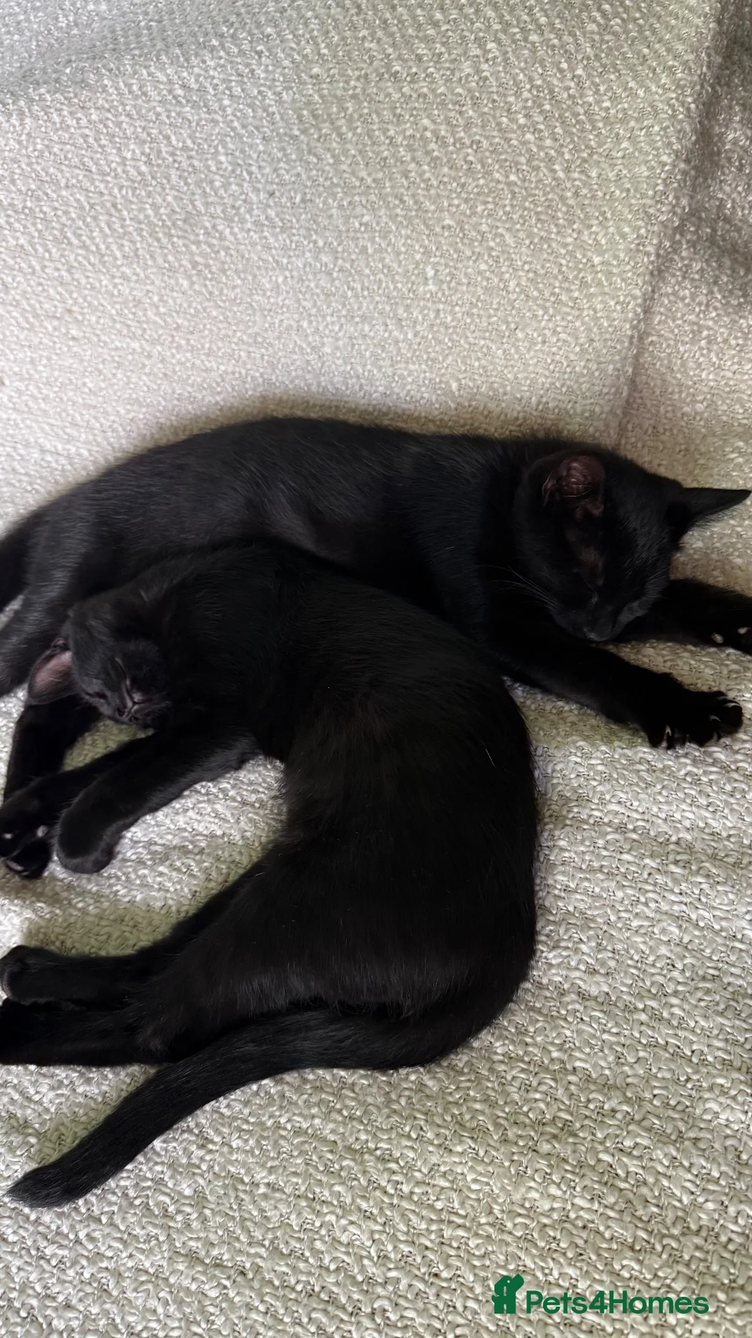 Mixed Breed cats for sale: Two adorable boys kittens left  - Advert 2