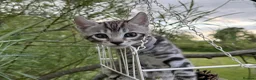 Bengal cats for sale: Beautiful Bengal kittens  - Advert 14