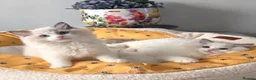 Ragdoll cats for sale: 💙✨️🏆Waiting list*TICA Exclusive Ragdoll kittens  - Advert 5