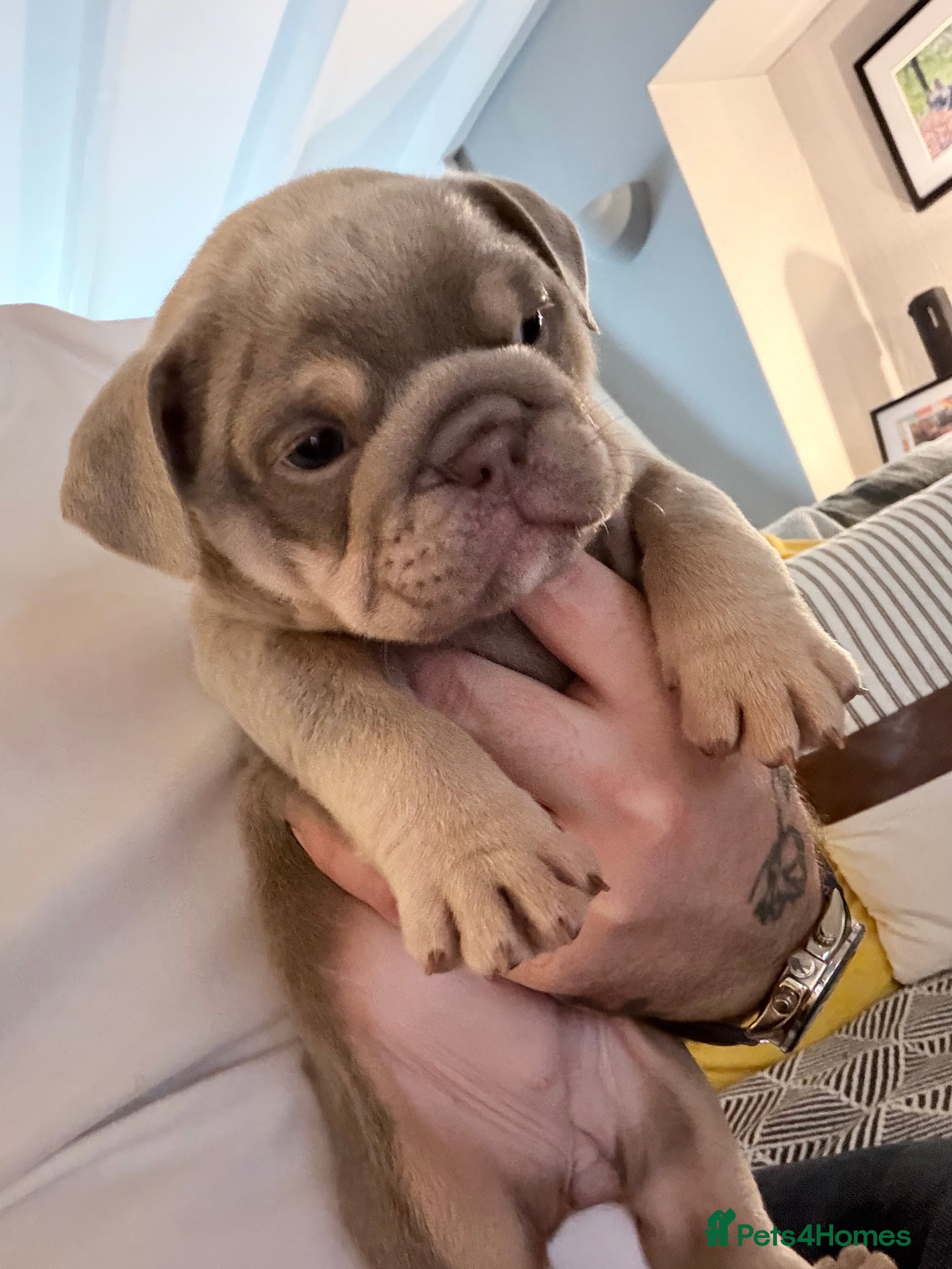 English Bulldog dogs KC English Bulldog Puppies Exceptional Quality  - Advert 3