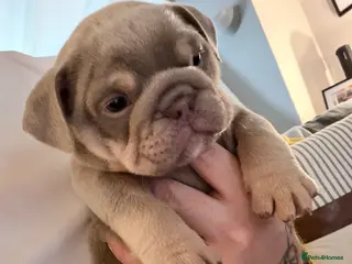 English Bulldog dogs KC English Bulldog Puppies Exceptional Quality - Advert 3