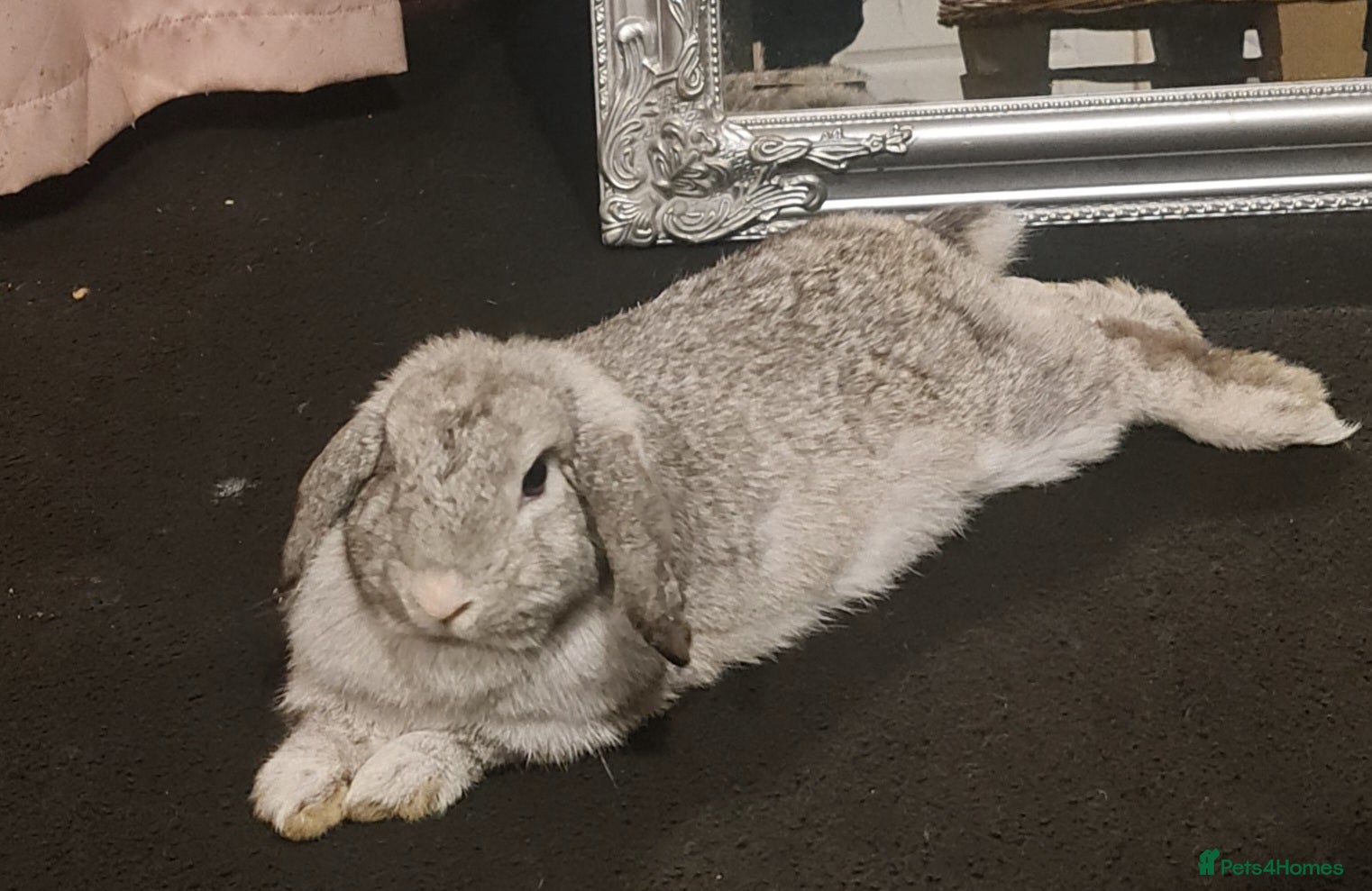 Mini Lop rabbits Very friendly female mini lop for sale - Advert 1