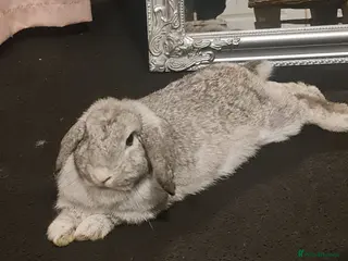 Mini Lop rabbits Very friendly female mini lop for sale - Advert 4