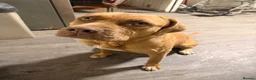 Mixed Breed dogs for sale: Beautiful Mastiff mixed breed  - Advert 5