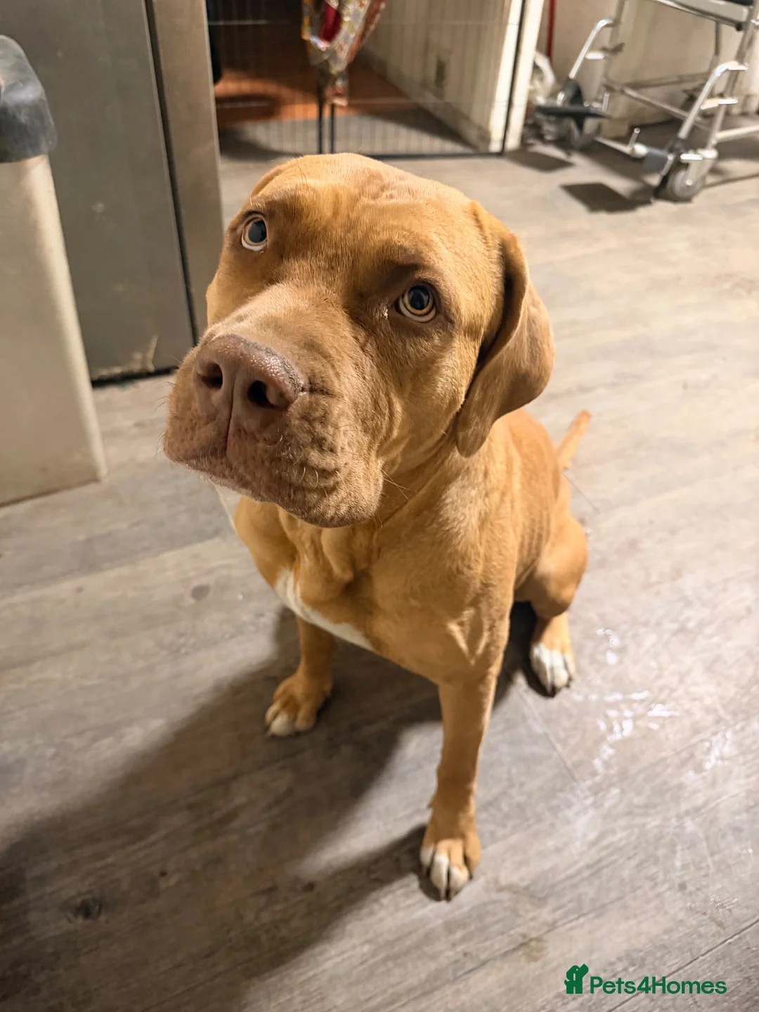 Mixed Breed dogs for sale: Beautiful Mastiff mixed breed  - Advert 5