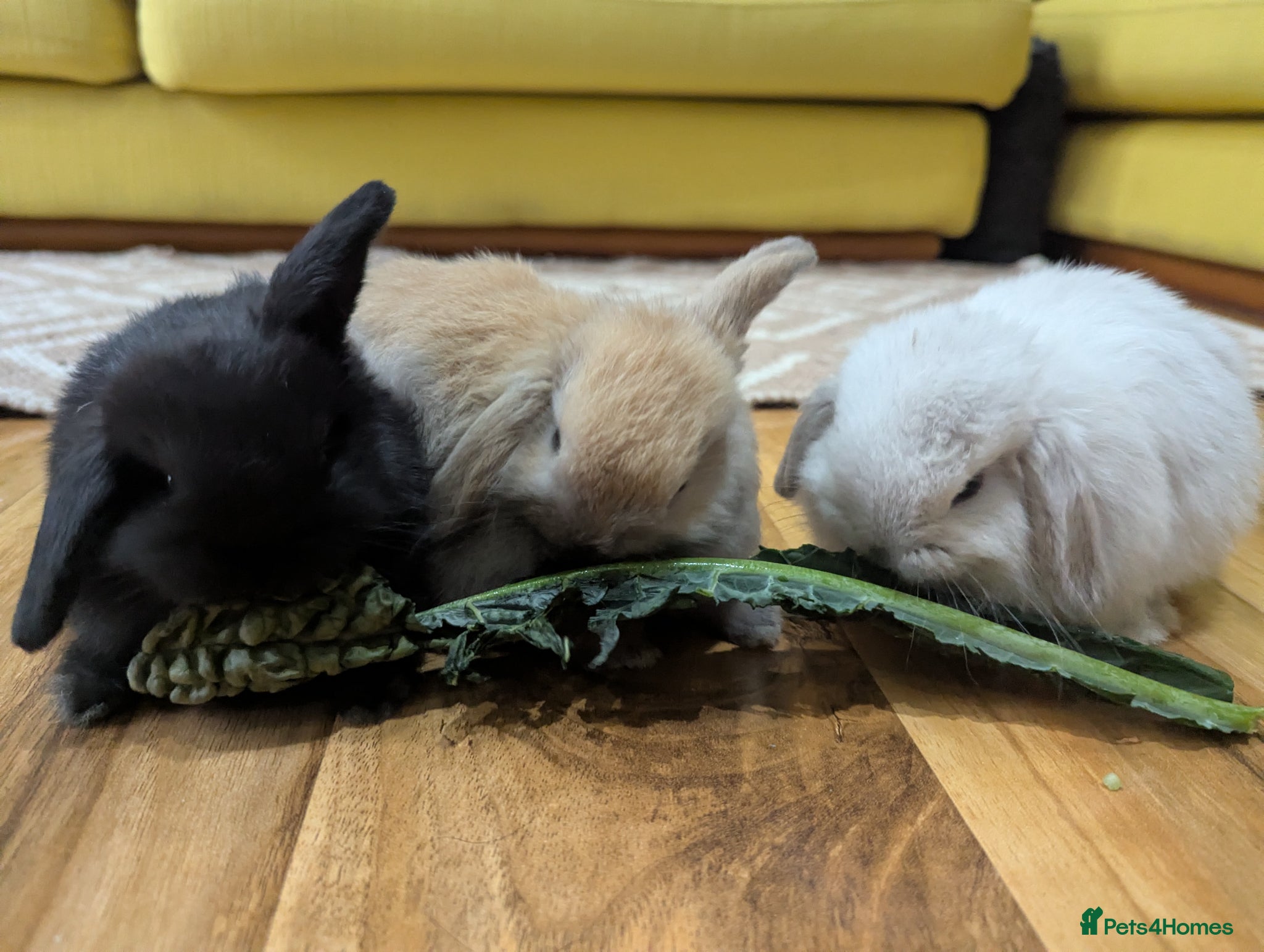 Mini Lop rabbits Mini lop  - Advert 5