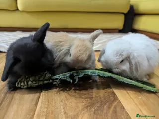 Mini Lop rabbits Mini lop - Advert 1