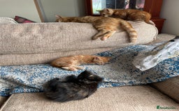 Mixed Breed cats for sale: Beautiful little kittens - Image 8