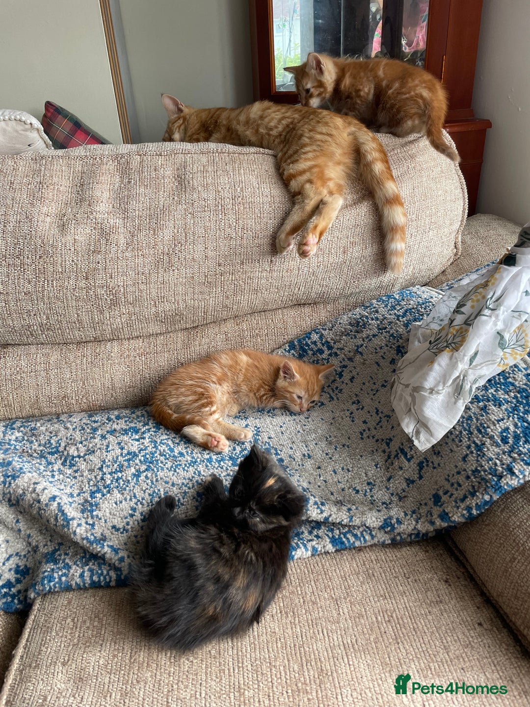 Mixed Breed cats for sale: Beautiful little kittens - Image 8