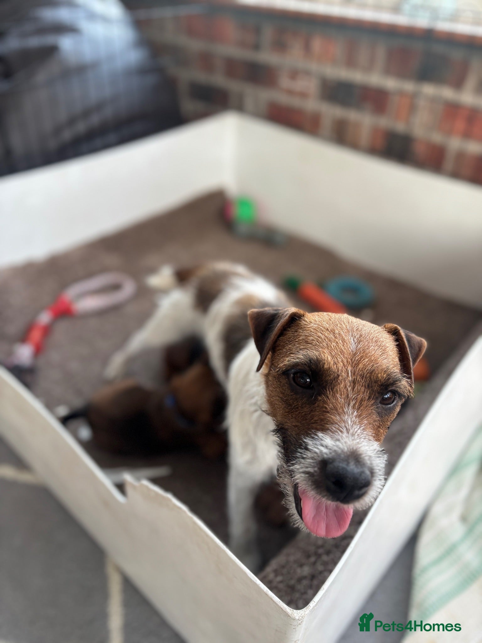 Mixed Breed dogs Beautiful BorderJack Puppies - Advert 2