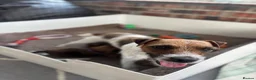 Mixed Breed dogs for sale: Beautiful BorderJack Puppies - Advert 2