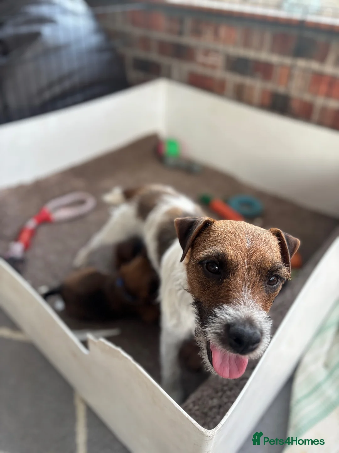 Mixed Breed dogs for sale: Beautiful BorderJack Puppies - Advert 2