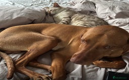 Hungarian Vizsla dogs for sale: Duke the viszla  - Image 4