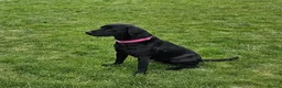Labrador Retriever dogs for sale: Beautiful black labrador girl 🩷 - Advert 3