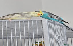 Cockatiels birds for sale: Cockatiel and budgie - Image 5