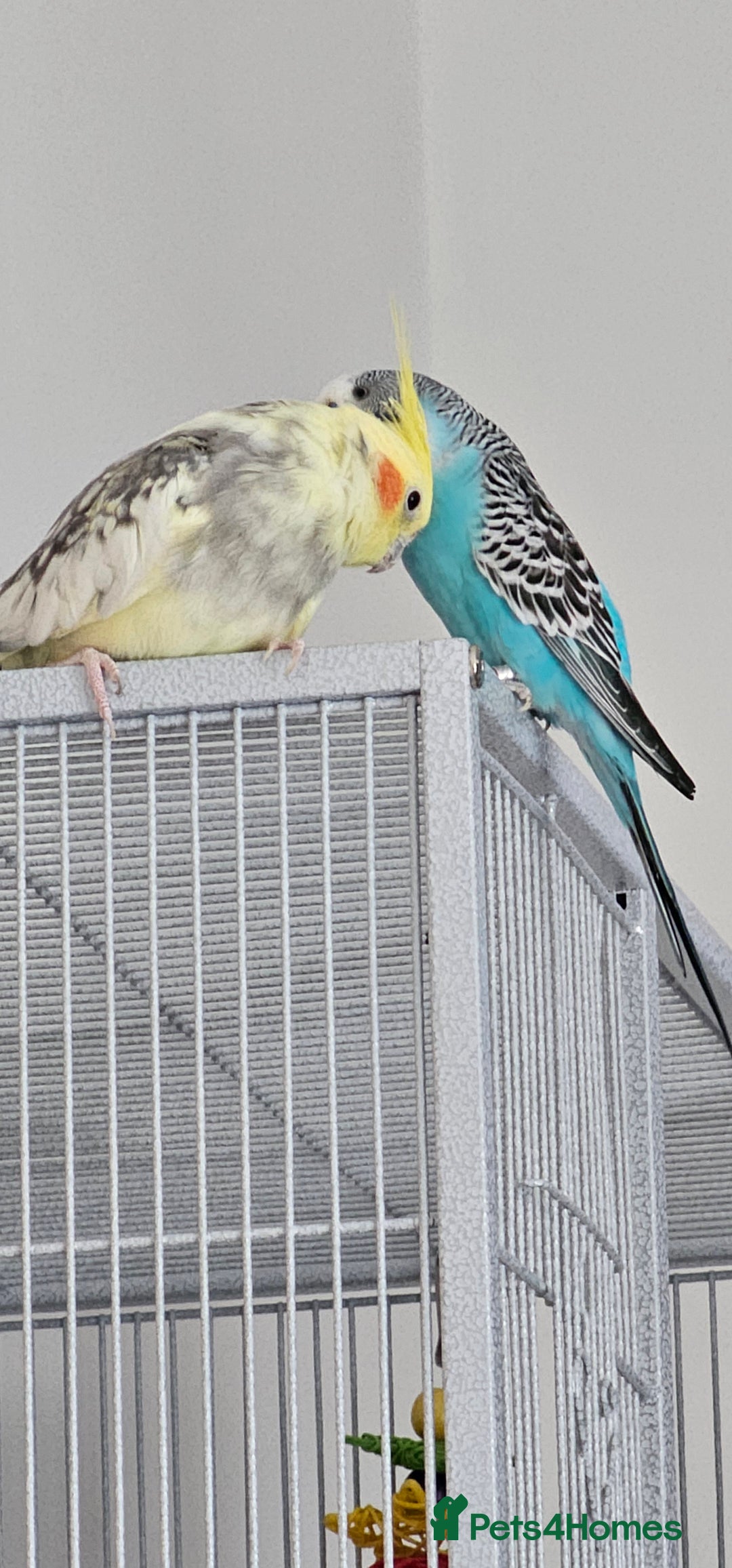 Cockatiels birds for sale: Cockatiel and budgie - Image 5