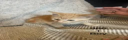 Mixed Breed cats for sale: Ginger Kittens  - Advert 5