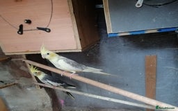 Cockatiels birds for sale: Range Of Cockatiels *read description - Image 12