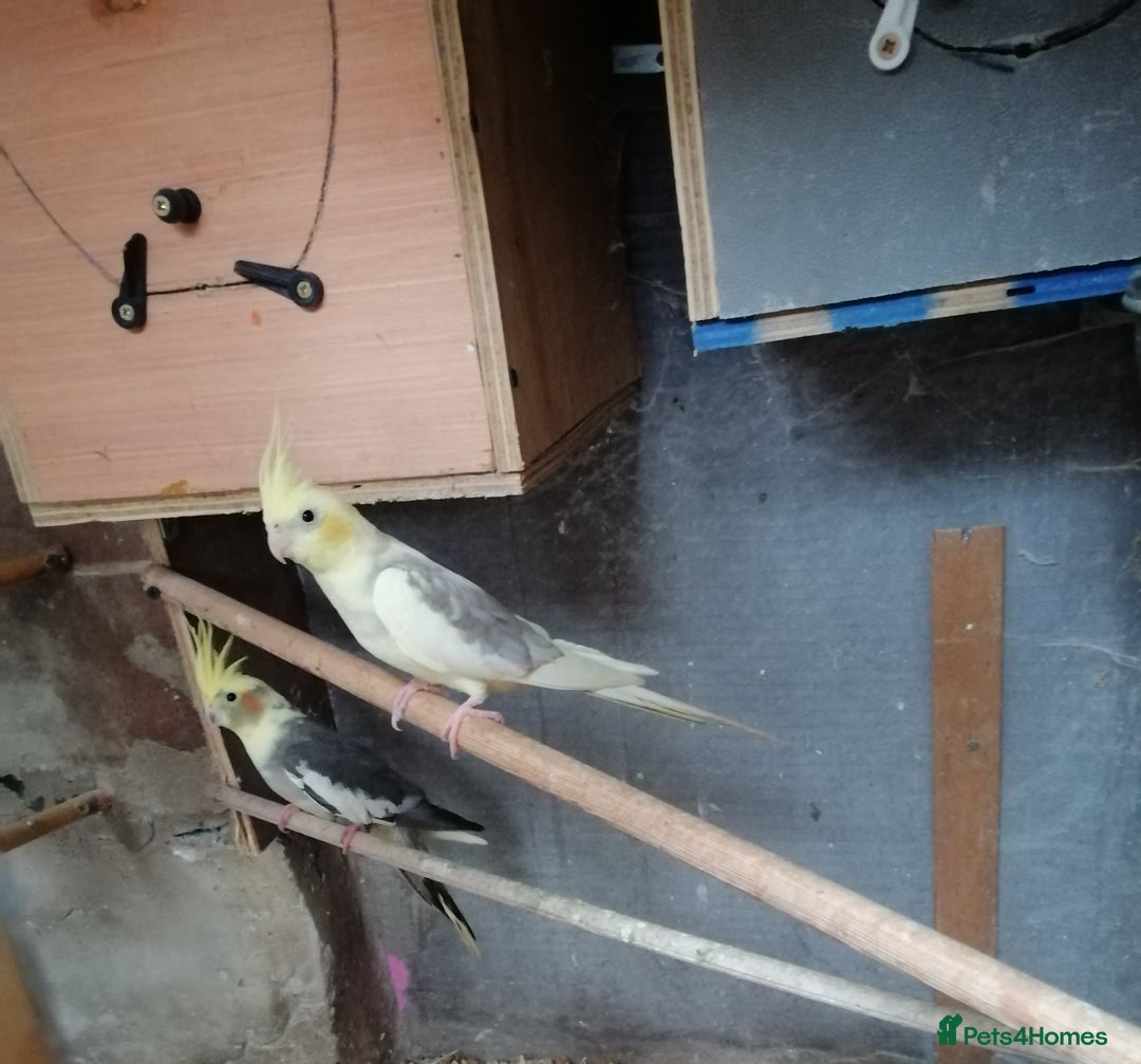 Cockatiels birds for sale: Range Of Cockatiels *read description - Image 12