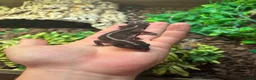 Gecko reptiles for sale: 3 fat tailed geckos all female not including tank in High Wycombe - Advert 4