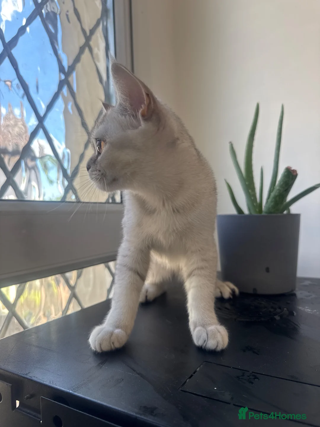 Scottish Fold cats for sale: KAJANIKKA  - Advert 1