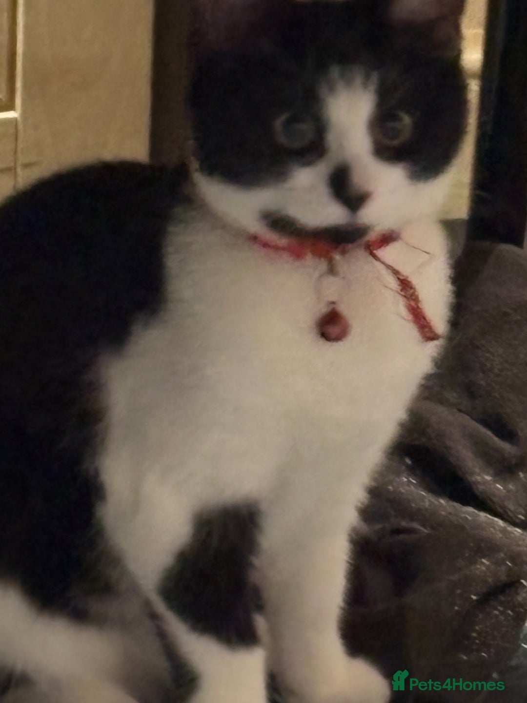 Domestic Shorthair cats for sale: Adorable Kittens Ready for Their Forever Homes - Image 4