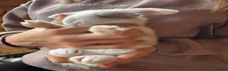 French Lop rabbits for sale: 🩷 French Lop Kits ready to leave tomorrow 🩷 - Advert 10