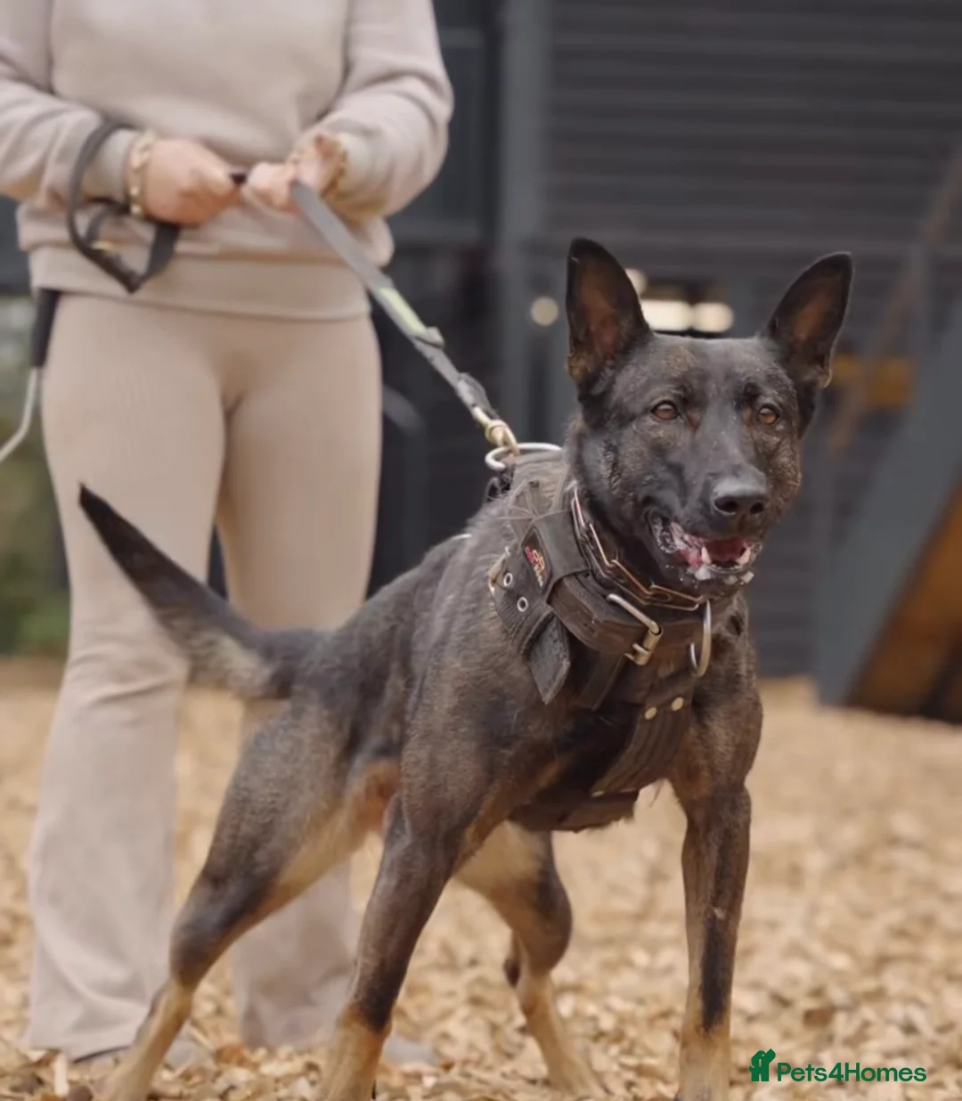 Mixed Breed dogs for sale: Bosco - well trained bull herder male  in Hornchurch - Advert 18