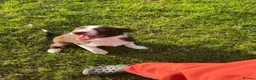 Border Collie dogs for sale: ISDS/KC HEALTH TESTED BORDER COLLIE PUPPIES  - Advert 9