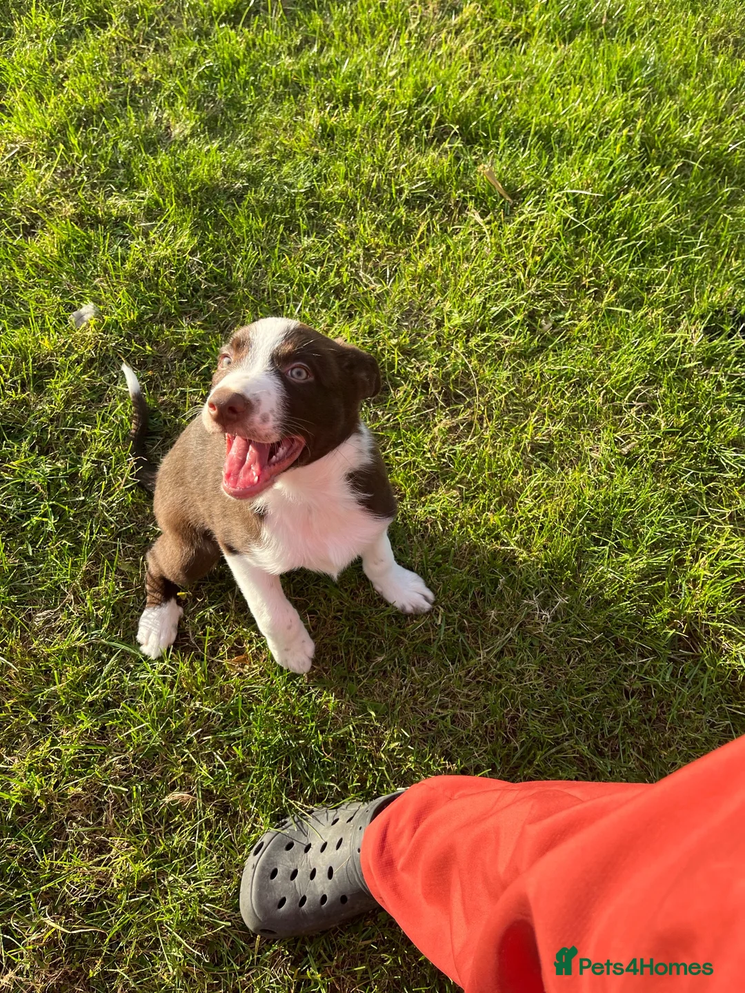 Border Collie dogs for sale: ISDS/KC HEALTH TESTED BORDER COLLIE PUPPIES  - Advert 9
