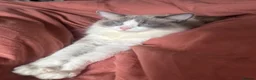 Ragdoll cats for sale: Beautiful ragdoll female  - Advert 8