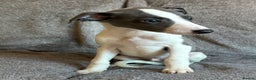 Whippet dogs for sale: 1 Gorgeous KC Reg Whippet Puppy  - Advert 13